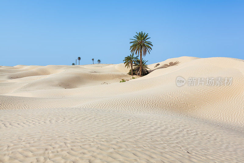 突尼斯/北非杜兹附近的扎夫兰沙丘